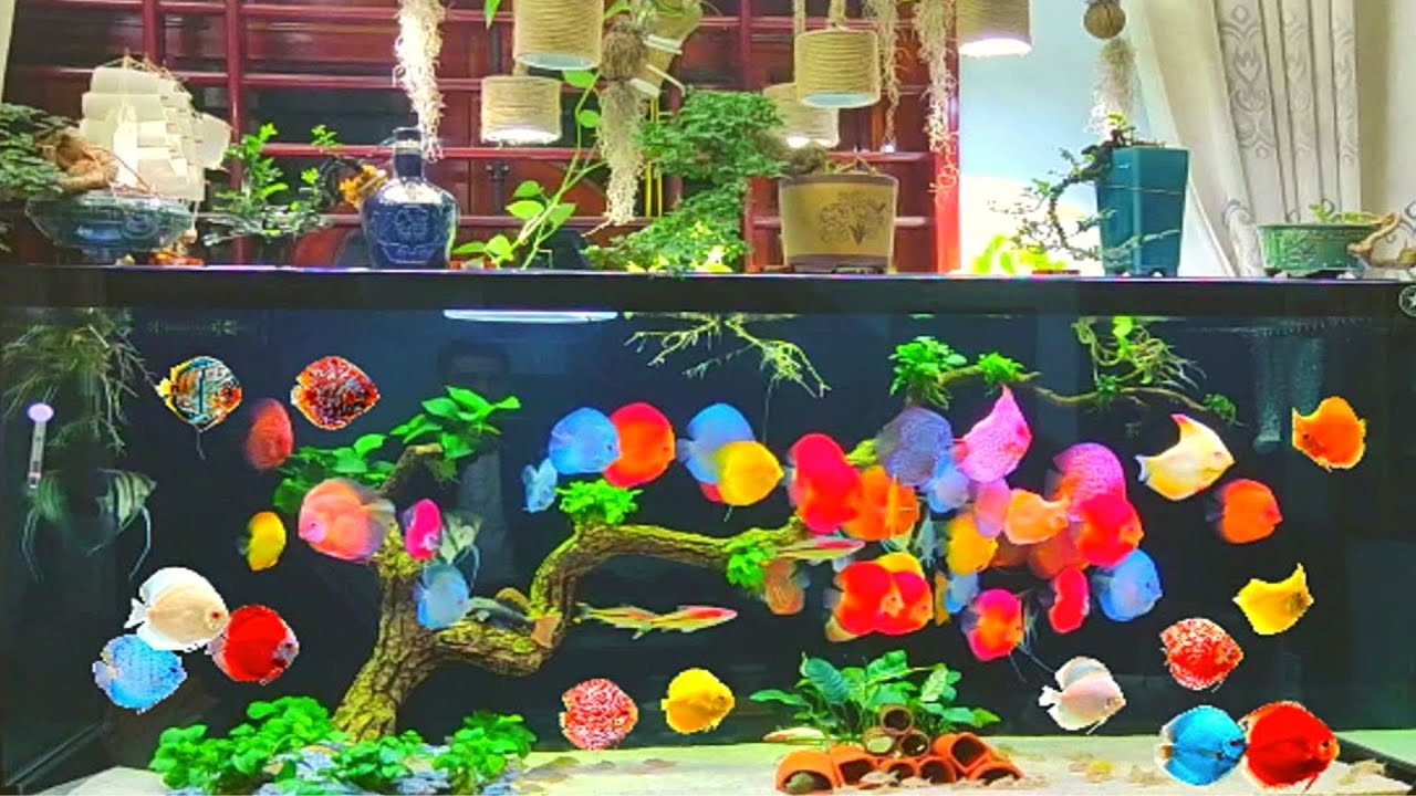 Cá Dĩa TPHCM - Mua Bán Cá Dĩa Chất Lượng Tại Hoàng Phương